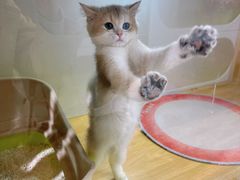 -青奢宠物·青奢猫舍