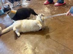 -猫猫幼稚园·撸猫·桌游·电玩