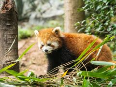 -成都大熊猫繁育研究基地
