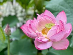 -陈家山荷花公园