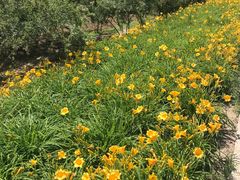 -大兴滨河森林公园