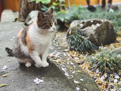 -龙华寺