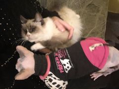 -猫色咖啡·猫咖