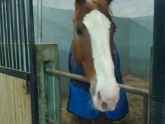 -松声马术俱乐部