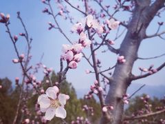 -白水寺森林公园