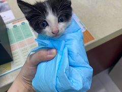 -艾贝尔宠物诊疗