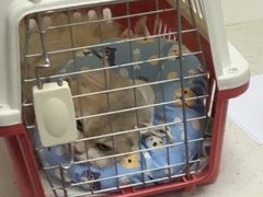 -纳吉亚猫专科动物诊疗中心(蒋宅口分院)