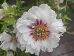 -昆山城市生态森林公园