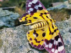 -广州白江湖森林公园