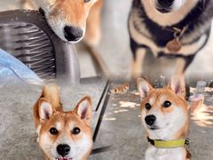 -柴犬高等学院·狗咖·柴犬售卖·宠物训练