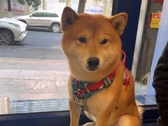 -伟伟宠物医院·CT影像中心·瑞派犬猫综合性门诊(汉口总院)