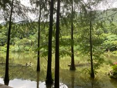 -深圳仙湖植物园