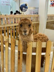 -Moni星球萌宠·小马宝莉·灵蛇·高端高阶全萌宠互动体验俱乐部(红豆国际广场店)