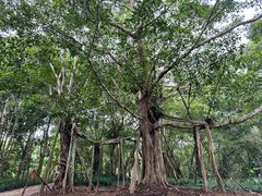 -中国科学院西双版纳热带植物园