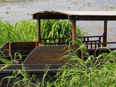-荷塘月色湿地公园·向阳花洲