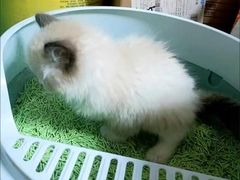 -喵汪萌宠屋旗舰店.洗澡美容.猫狗基地