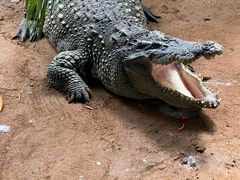 -西霞口神雕山野生动物世界