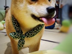 -逗柴咖啡屋·狗咖猫咖宠物桌游