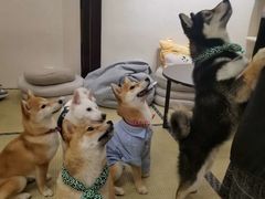 -逗柴咖啡屋·狗咖猫咖宠物桌游