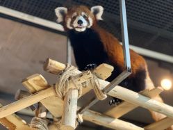 -Zoolung Zoolung动物主题公园(海信广场店)