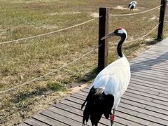 -盐城丹顶鹤湿地生态旅游区