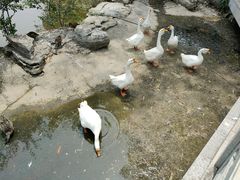 -莲花池公园