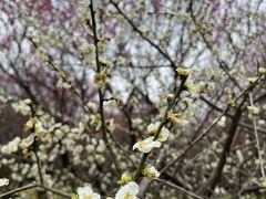 -蜀冈西峰生态公园