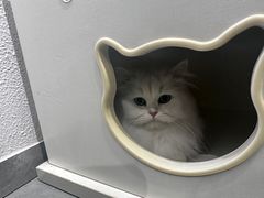 -琪喵猫屋·撸猫猫咖·猫舍