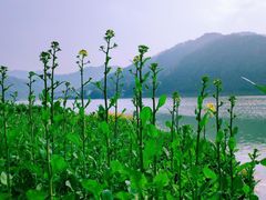 -新安江山水画廊风景区