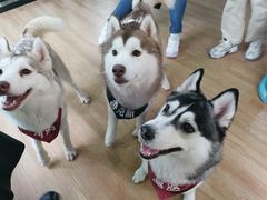 -Husky Go! 哈士奇体验馆·宠物咖啡厅狗咖