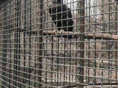 -吉林市朱雀山国家森林公园