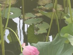 -长春市南湖公园