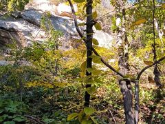 -大岭沟猕猴桃谷风景区