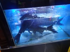 -全乐鱼馆·淳牌有机鱼直营店