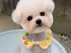 -翊宠yipet猫狗购宠庄园犬舍•猫舍