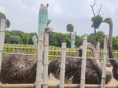 -常州淹城野生动物世界