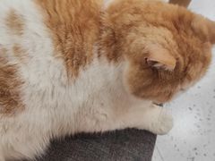 -喵园·猫主题咖啡厅·撸猫·猫咖(国贸店)