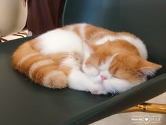 -飞行喵MR PILOT|猫舍·猫咖(静安大融城店)