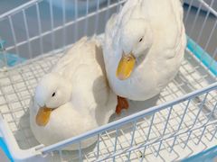 -怪兽屋·羊驼·猫咖·狗咖(俊华广场店)