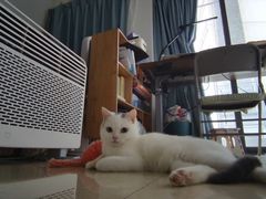 -瑞鹏宠物医院·骨科·猫科·内科(第一中心)
