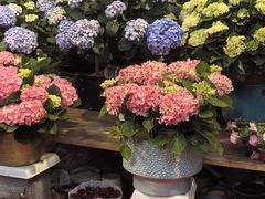 -双季花艺园艺市场(浦东店)