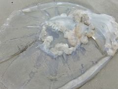 -江山半岛白浪滩景区
