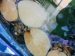 -日照大牌檔•小船海鲜(万平口店)