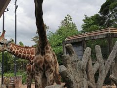 -清迈夜间动物园