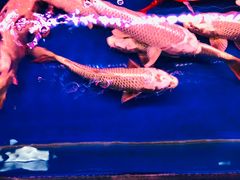 -宝鸡东道花鸟鱼虫市场(吉利花园商场店)