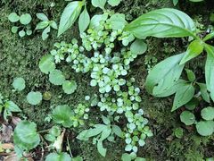 -山王坪喀斯特国家生态公园