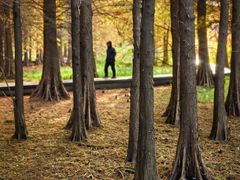 -溱湖国家湿地公园