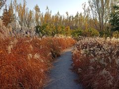 -长白岛森林公园