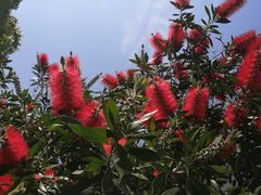 -桤木河湿地公园