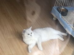 -东方名猫馆·英短金渐层布偶猫舍(环线广场1号楼店)